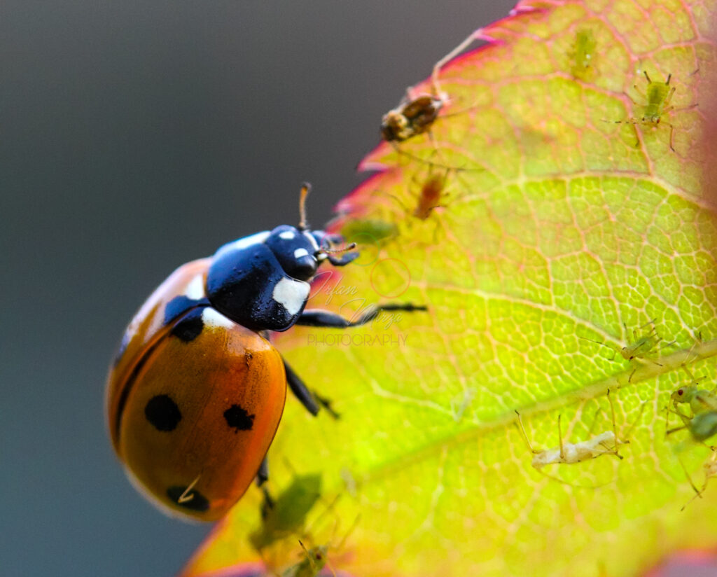 Macro Stock Flower Photography